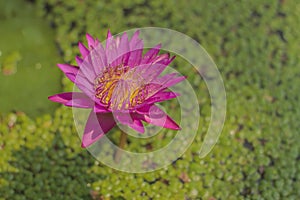 Nymphaea stellata or water lily with pink fins and yellow pollen Is a water plant with an underground stem in the head. Lotus flow