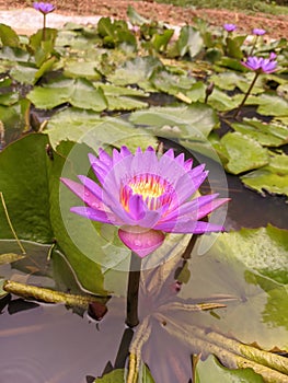 Nymphaea stellata which called scientific name