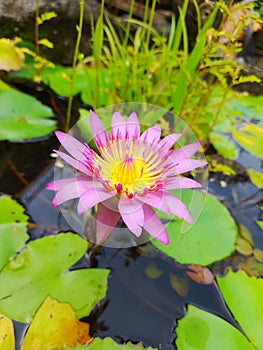 Nymphaea tetragona beautiful lotus