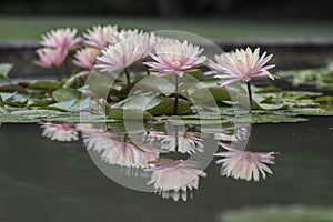 Nymphaea tropic sunset light aquatic flowers in bloom the pond with green leaves, group of pale pink flowering water lilies