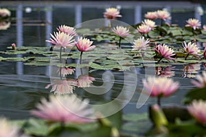 Nymphaea tropic sunset light aquatic flowers in bloom the pond with green leaves, group of pale pink flowering water lilies