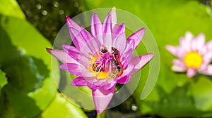 Nymphaea in Viet Nam, Asia Plantae, Nymphaea pink