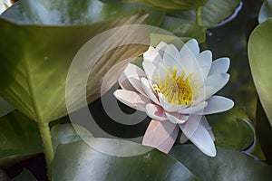 nymphaea virginalis in the backlight at sunset in the botanical garden photo