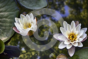 Nymphaea virginalis in the backlight at sunset in the botanical garden