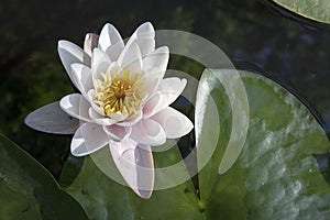 Nymphaea virginalis in the backlight at sunset in the botanical garden