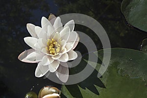 Nymphaea virginalis in the backlight at sunset in the botanical garden