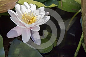 Nymphaea virginalis in the backlight at sunset in the botanical garden