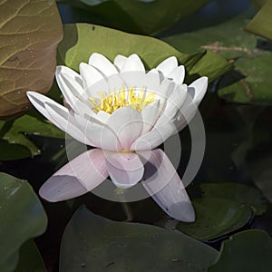 Nymphaea virginalis in the backlight at sunset in the botanical garden