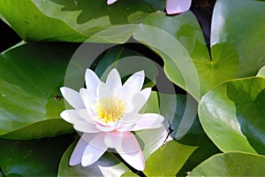 Nymphaea Virginalis, European waterlily