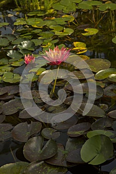 Nymphaea \'Wanvisa\', water lily.