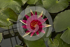 Nymphaea 'Wanvisa', water lily.