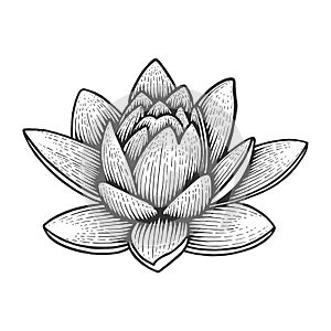 Nymphaea water lily flower sketch engraving vector