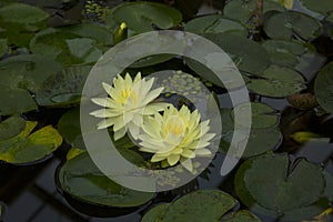 Nymphaea, water lily, (Gregg`s orange Beauty).