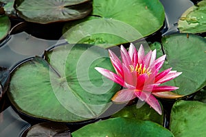 Nymphaea Water lily