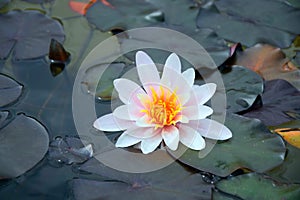 Nymphaea Waterlily in the Pond