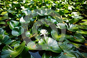 Nymphaea white water lily flower blooming among green leaves