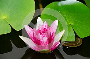 Nymphaea â€˜Gloriosaâ€™ red lotus with leave