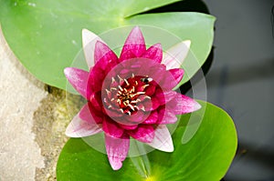 Nymphaea â€˜Gloriosaâ€™ red lotus with leave