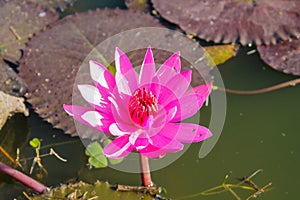 Nymphaeaceae beautiful pink water lily flower in the lake
