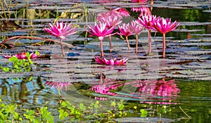 Nymphaeaceae beautiful pink water lily flower in the lake