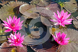 Nymphaeaceae beautiful pink water lily flower in the lake