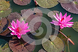 Nymphaeaceae beautiful pink water lily flower in the lake