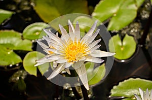 Nymphaeaceae is a family of flowering plants, commonly called water lilies