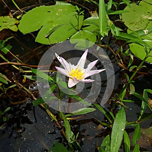 Nymphaeaceae is a family of flowering plants, commonly called water lilies. They live as rhizomatous aquatic herbs in temperate photo