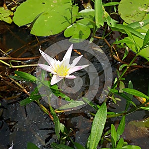 Nymphaeaceae is a family of flowering plants, commonly called water lilies. They live as rhizomatous aquatic herbs in temperate. photo