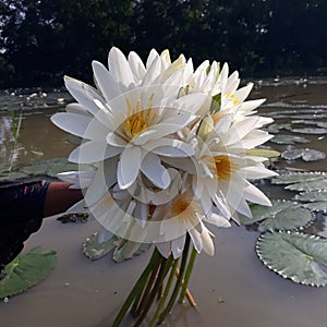 Nymphaeaceae is a family of flowering plants, commonly called water lilies. They live as rhizomatous aquatic herbs in temperature. photo
