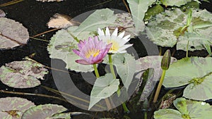 Nymphaeaceae or Lotus