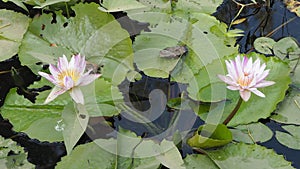 Nymphaeaceae or Lotus