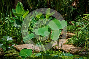 Nymphaeaceae, Marimurtra Botanical garden in Blanes, Catalonia.