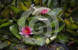 Nymphaeaceae Pink water lilies
