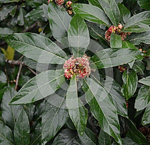 Nymphaeaceae tree and flowers in Taroko National Park, Taiwan