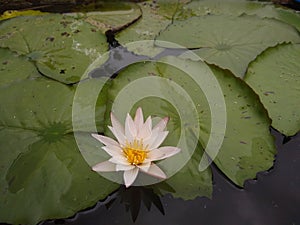 Nymphaeaceae (water lilies) flower in the pond