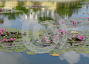 Nymphaeaceae Water Lily