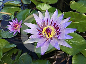 Nymphaeaceae, Water Lily Blossoming in Kilauea on Kauai Island, Hawaii