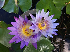 Nymphaeaceae, Water Lily Blossoming in Kilauea on Kauai Island, Hawaii