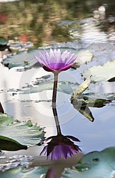 Nymphaeaceae or water lily flower