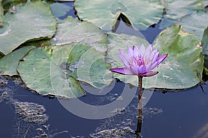 Nymphaeaceae or water lily flower blooming in a pond