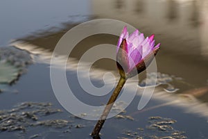 Nymphaeaceae or water lily flower blooming in a pond in a close up view