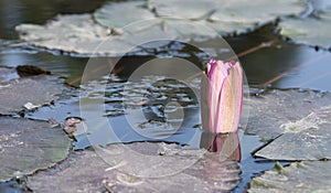 Nymphaeaceae or water lily flower bud