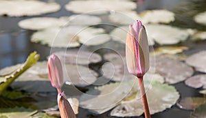 Nymphaeaceae or water lily flower bud ready for blooming