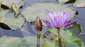 Nymphaeaceae or water lily flower in close up view and a bud