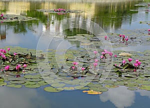 Nymphaeaceae Water Lily photo