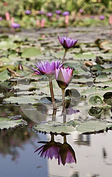 Nymphaeaceae or water lily flowers blooming in a pond with nice reflection