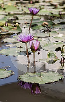 Nymphaeaceae or water lily flowers blooming in a river