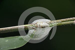 Nymphal form of spittlebug encased in foam for protection and moisture, prosapia species, Satara, Maharashtra