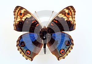 Nymphalid butterfly